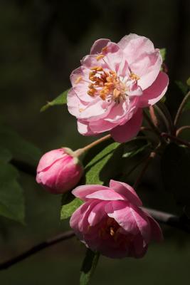 Crabapple 2s.jpg