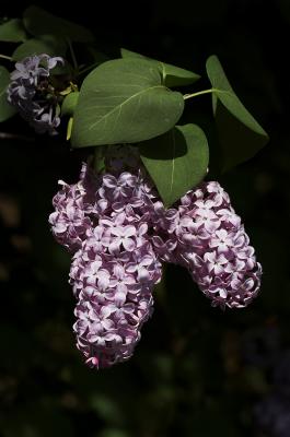 lilac 1s.jpg