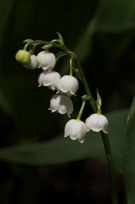 Lilly of the Valley 2s.jpg