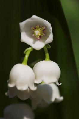 LIlly of the Valley 3s.jpg