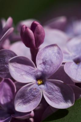 Lilac 2s.jpg