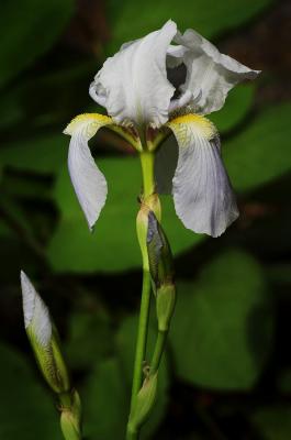 Iris paleblue 1s.jpg