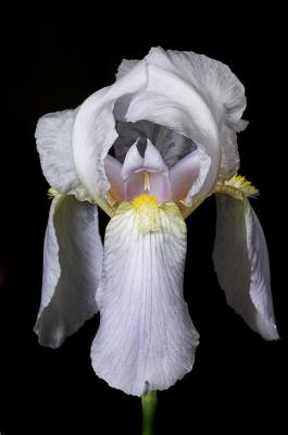 Iris paleblue 2s.jpg