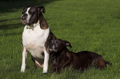 Wiggy and Chloe 1s.jpg