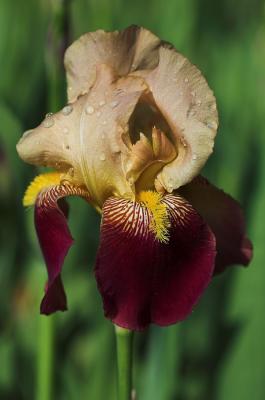 Yellow Iris 2s.jpg