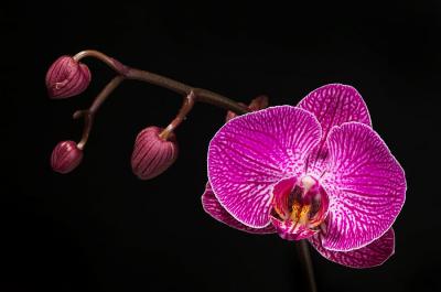 Orchid purple and white 3s.jpg