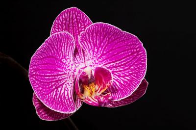 Orchid purple and white 4s.jpg