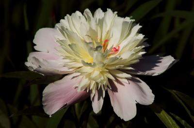 Peoney white and pink 1s.jpg