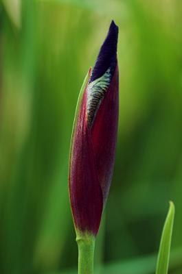 Siberian Iris 2s.jpg