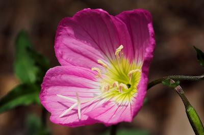 pink primrose 2s.jpg