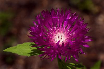 Red Thistle 1s.jpg
