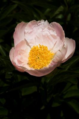 peony pale pink 2s.jpg