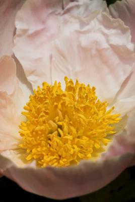peony pale pink 3s.jpg