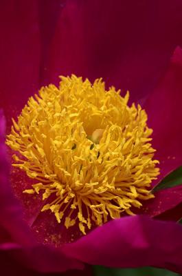 peony red center 2s.jpg