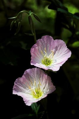 pink primrose 3s.jpg