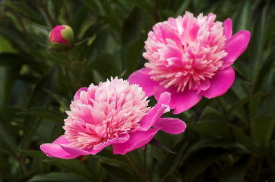 Peony trio 2s.jpg