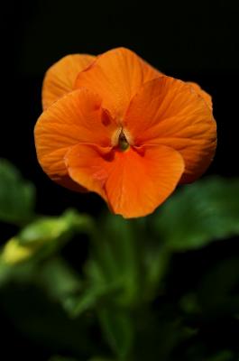 Orange Pansey 1s.jpg