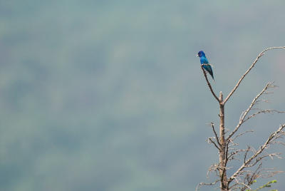 Indigo Bunting 1s.jpg