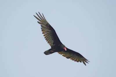 Turkey Vulture 3s.jpg