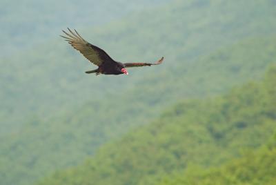 Turkey Vulture 4s.jpg