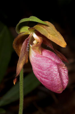 Lady Slipper HM 2s.jpg