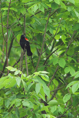 Redwinged Blackbird 1s.jpg