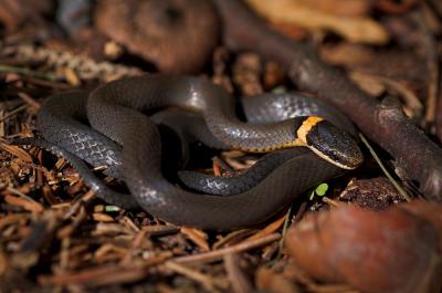 Ringneck 4s.jpg