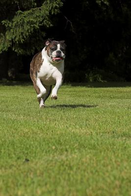 Wiggy Running 6s.jpg