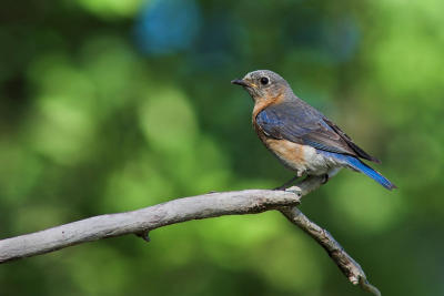 Bluebird Female 2s.jpg
