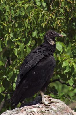 Black Vulture 1s.jpg
