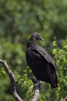 Black Vulture 3s.jpg