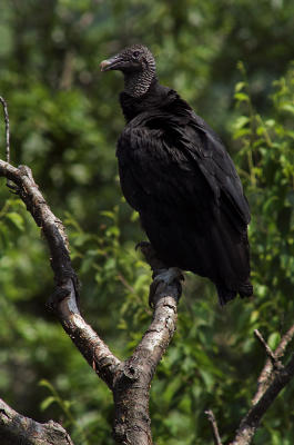 Black Vulture 4s.jpg