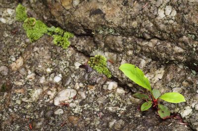 Plant vs rock 1s.jpg