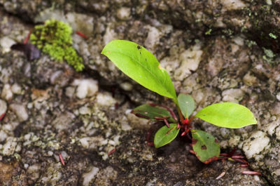 Plant vs rock 2s.jpg