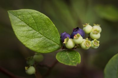 Huckleberries 1s.jpg