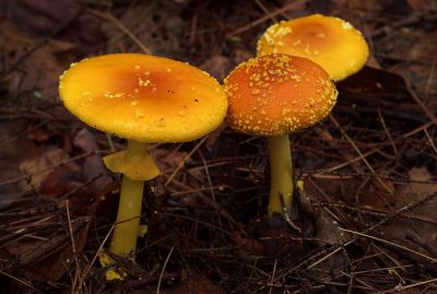 Yellow Mushrooms 1s.jpg