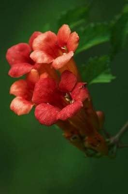 Trumpet vine 1s.jpg