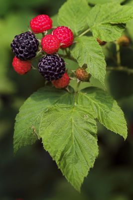 Boysenberry 1s.jpg