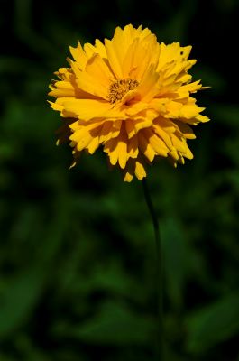 Coreopsis 4s.jpg