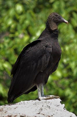 Black Vulture 5s.jpg