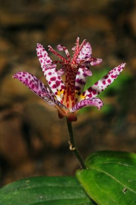 Toad Lilly 1s.jpg