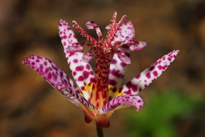 Toad Lilly 2s.jpg