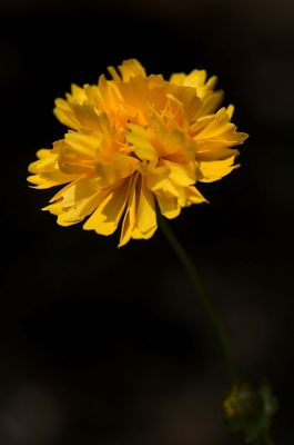 Coreopsis 5s.jpg