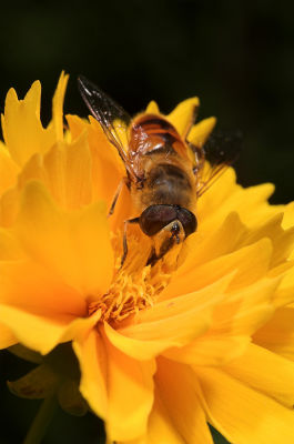 Bee Fly 1s.jpg