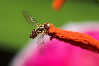 Bee Fly 5s.jpg