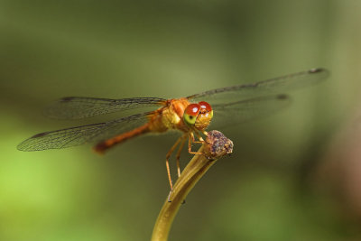 Dragonfly 1s.jpg