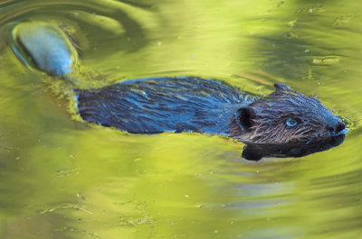 beaver