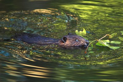 Beaver 2s.jpg