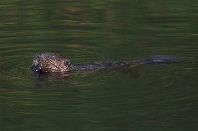 Beaver 3s.jpg