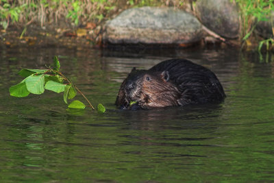 Beaver 4s.jpg